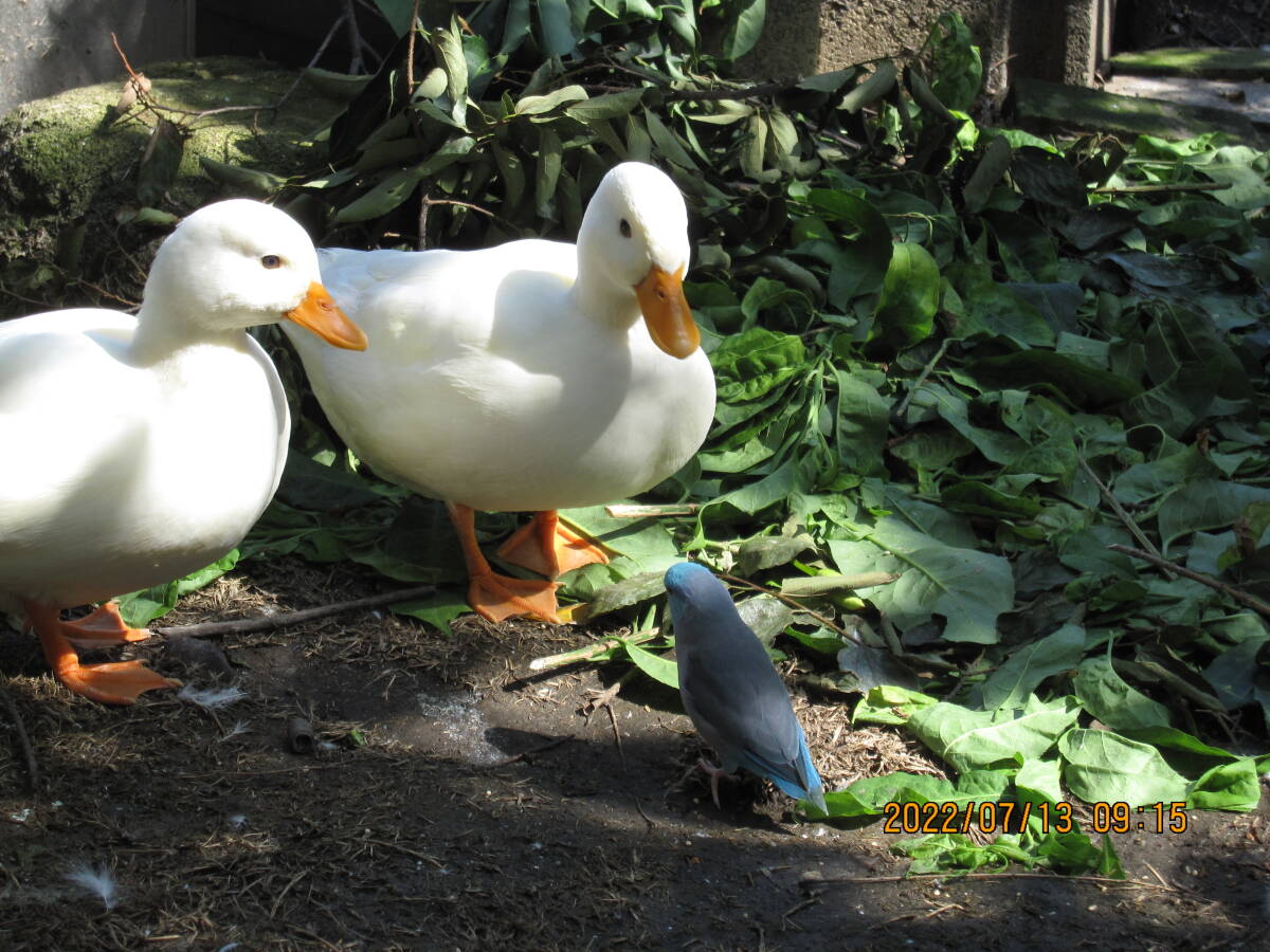  food * call Duck have . egg!? 2 piece unusual . pure-white male × pure-white female (5 month 10,11 day ) production egg 
