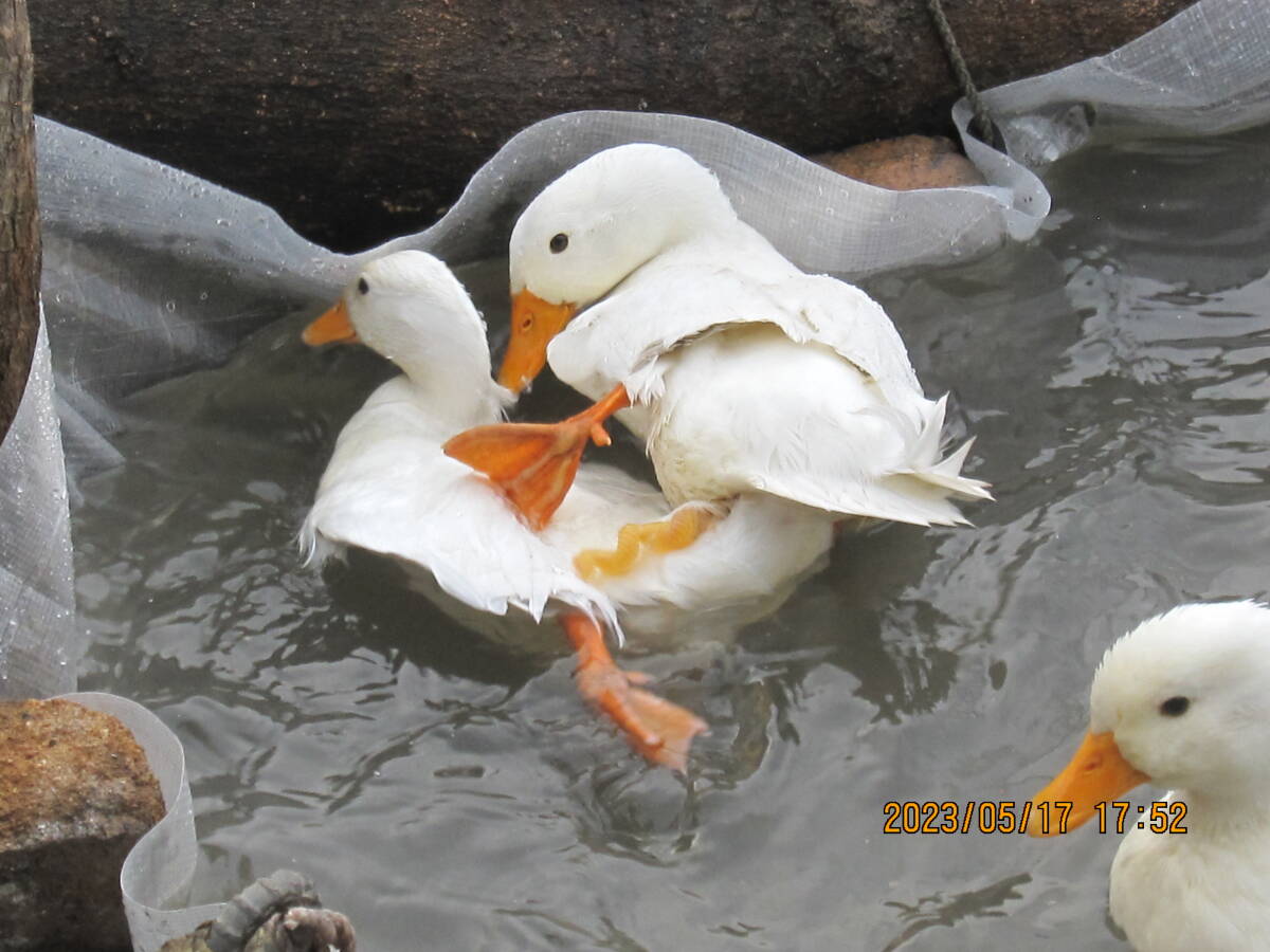  food * call Duck have . egg!? 2 piece unusual . pure-white male × pure-white female (5 month 10,11 day ) production egg 