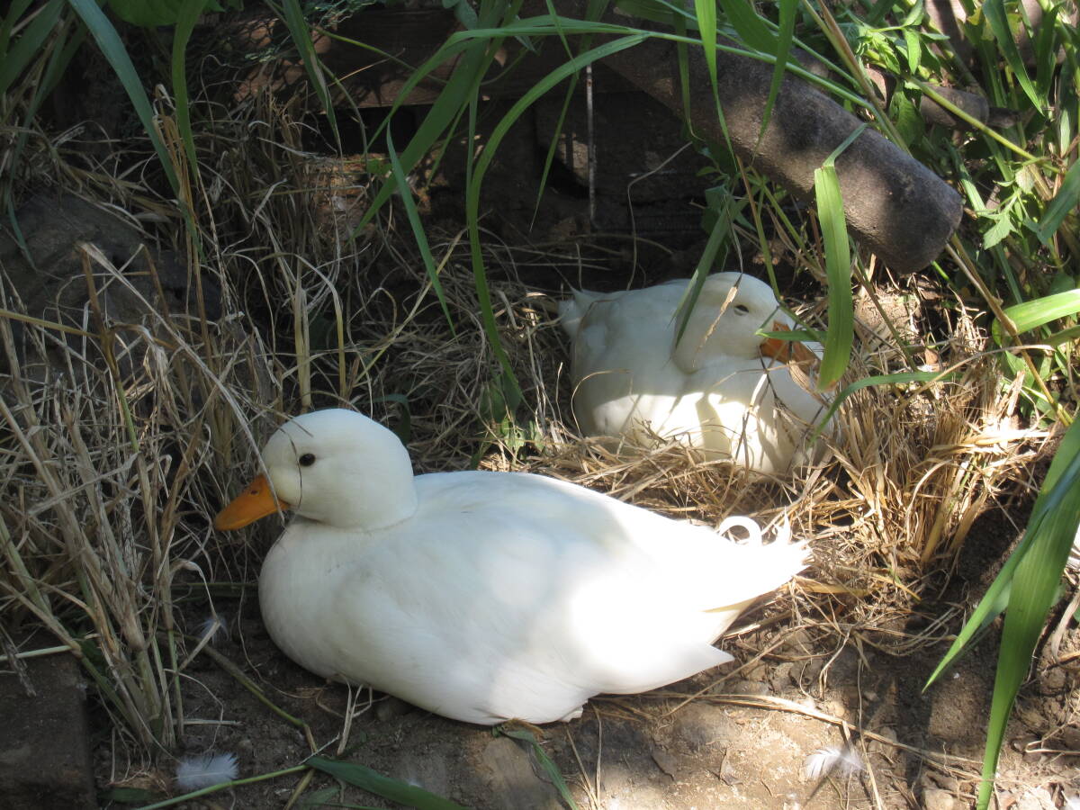  food * call Duck have . egg!? 2 piece unusual . pure-white male × pure-white female (5 month 12,13 day ) production egg 