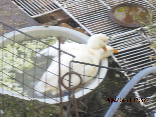  food * call Duck have . egg!? 2 piece unusual . pure-white male × pure-white female (5 month 10,11 day ) production egg 