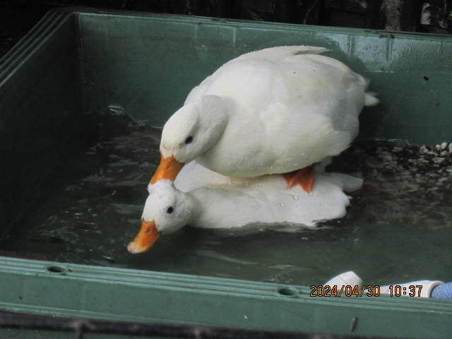  food * call Duck have . egg!? 2 piece unusual . pure-white male × pure-white female (5 month 12,13 day ) production egg 