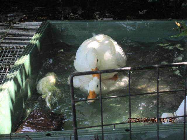  food * call Duck have . egg!? 2 piece unusual . pure-white male × pure-white female (5 month 12,13 day ) production egg 