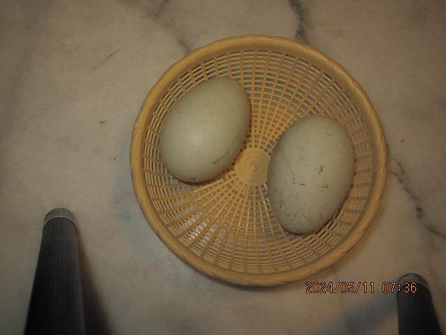  food * call Duck have . egg!? 2 piece unusual . pure-white male × pure-white female (5 month 12,13 day ) production egg 