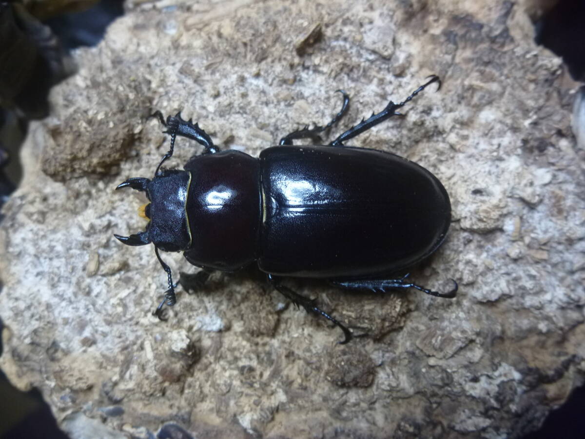 2♀ユダイクスミヤマクワガタ（トルコ産)♀50ｍｍ♀49ｍｍ その1_画像3