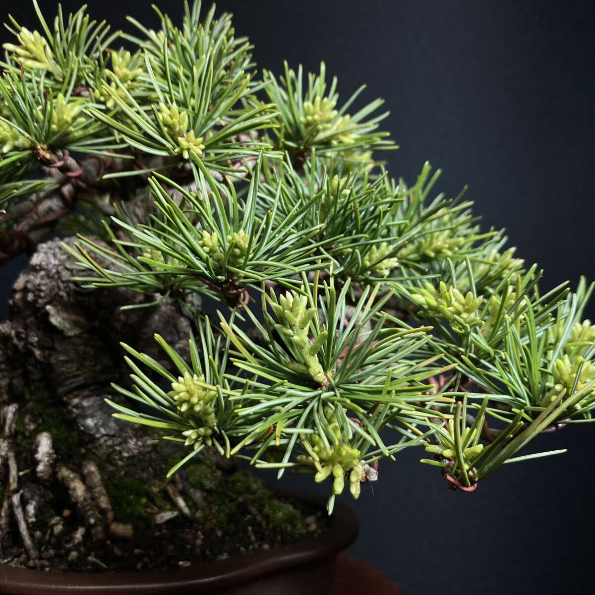 [ tray .]. leaf pine shohin bonsai 15cm