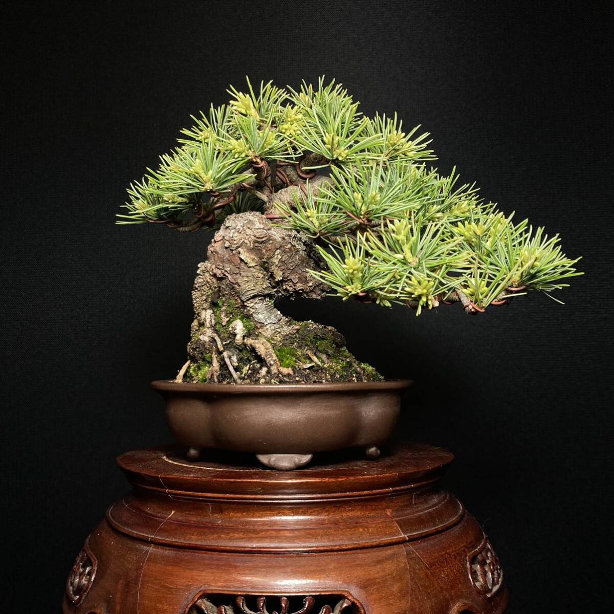 [ tray .]. leaf pine shohin bonsai 15cm