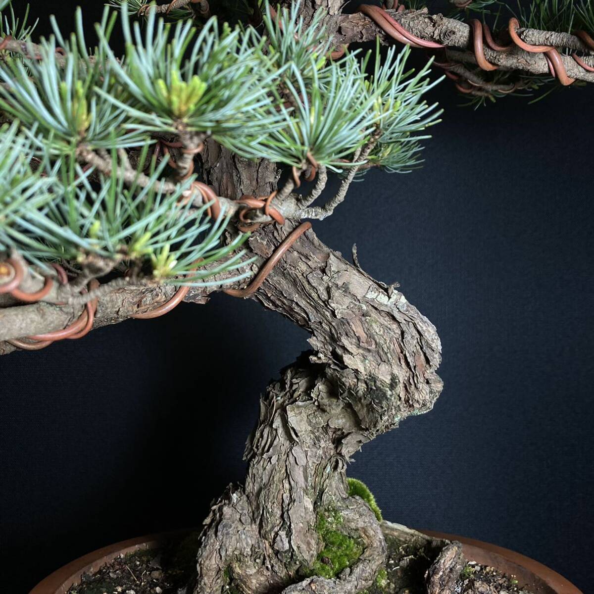 [ tray .]. leaf pine bonsai 48cm