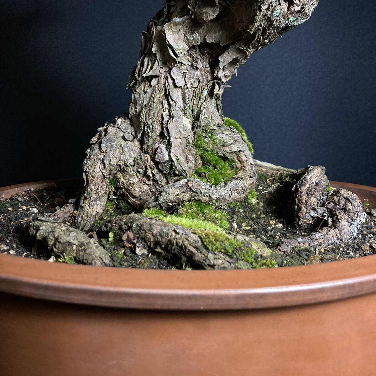 [ tray .]. leaf pine bonsai 48cm