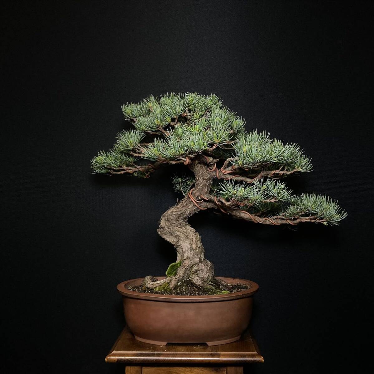 [ tray .]. leaf pine bonsai 48cm
