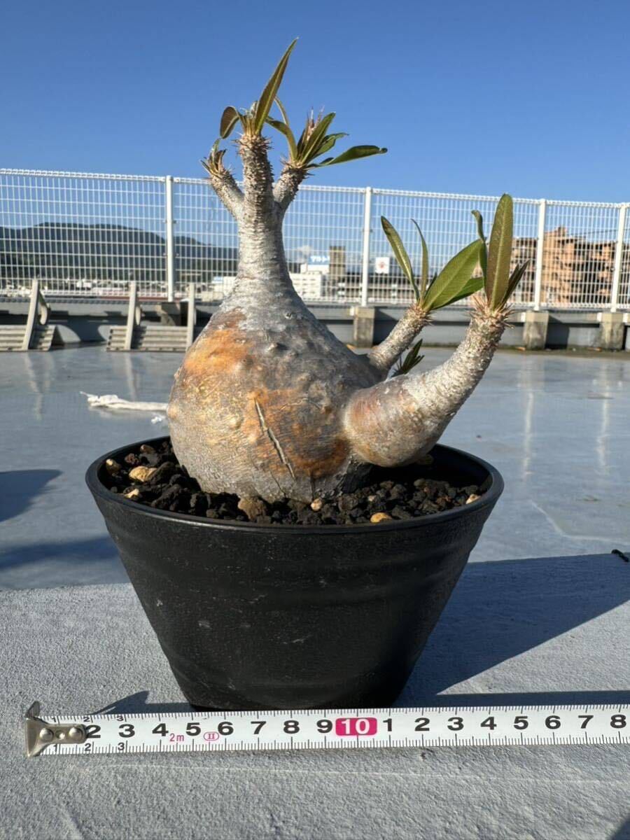 [pakipotium*gla drill s]. root plant departure root settled Pachypodium
