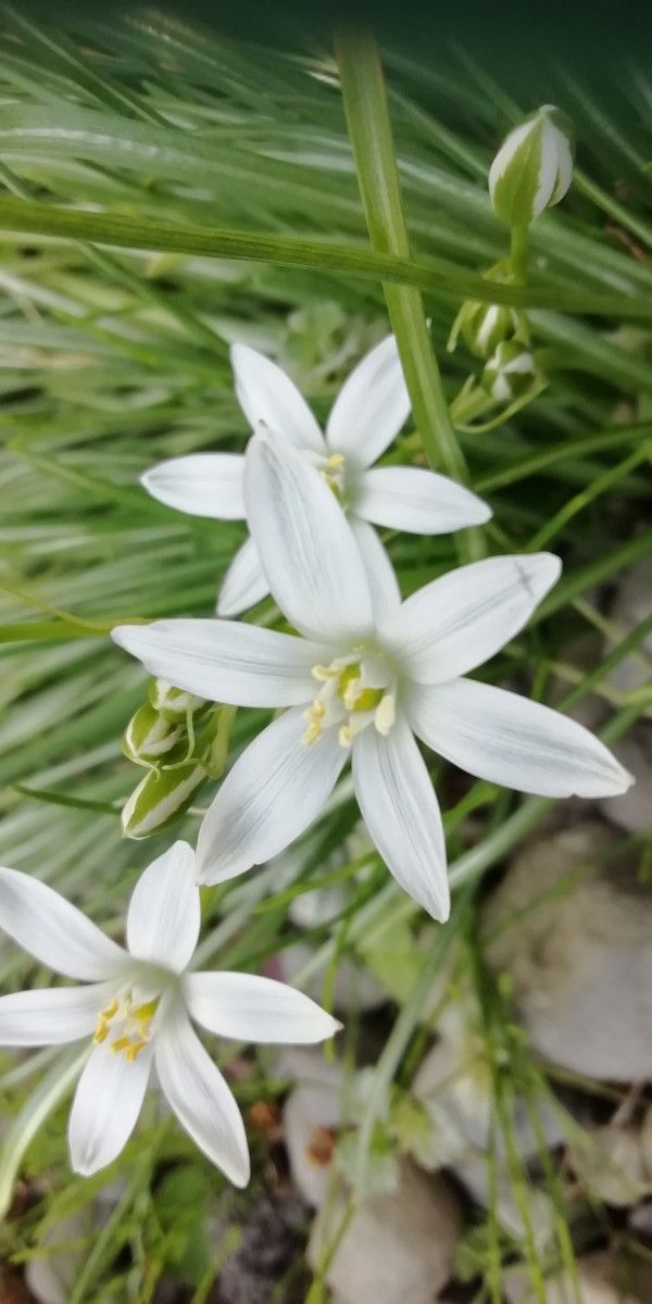 オーニソガラム【ヒスピドゥム】可憐な白花春咲き　球根１5 個程度