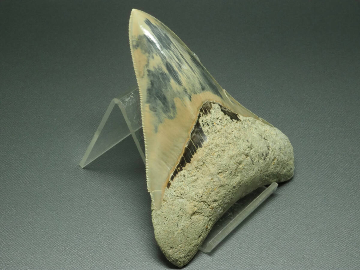メガロドンの歯【Carcharocles megalodon】【123ｍｍ】インドネシア産/化石/サメ/オトドゥス/鮫/恐竜/魚の画像4