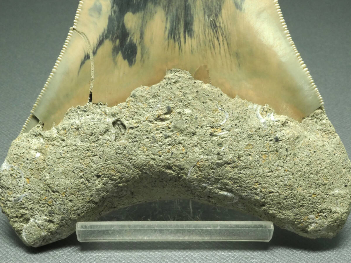メガロドンの歯【Carcharocles megalodon】【123ｍｍ】インドネシア産/化石/サメ/オトドゥス/鮫/恐竜/魚の画像7