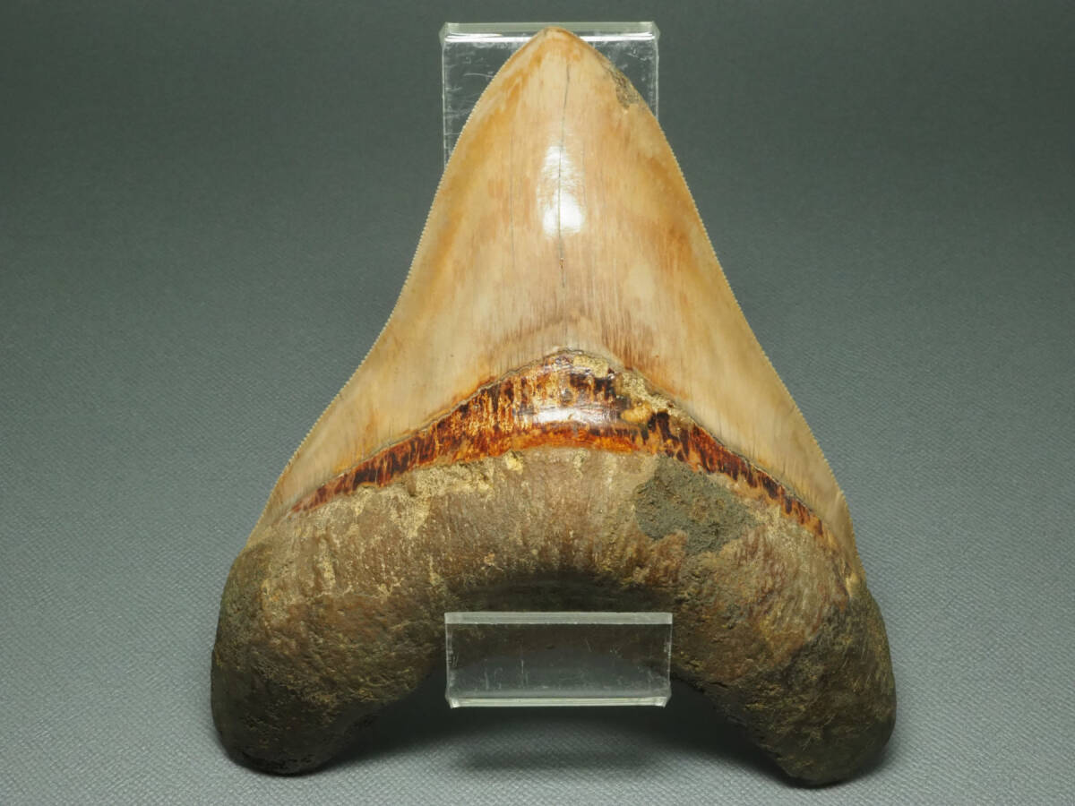  large size!me Garo Don. tooth [Carcharocles megalodon][143.5mm][281g] Indonesia production / fossil /same/otodus/./ dinosaur / fish 