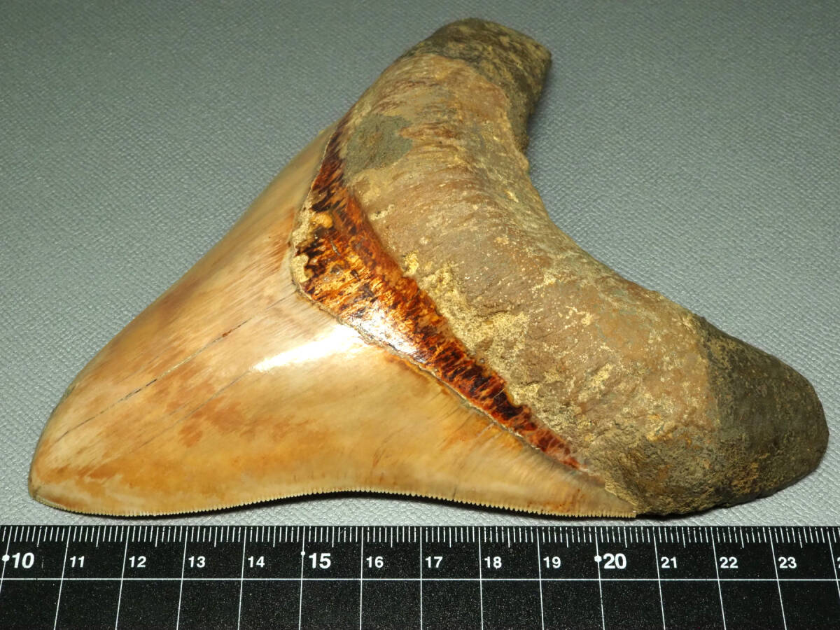 large size!me Garo Don. tooth [Carcharocles megalodon][143.5mm][281g] Indonesia production / fossil /same/otodus/./ dinosaur / fish 