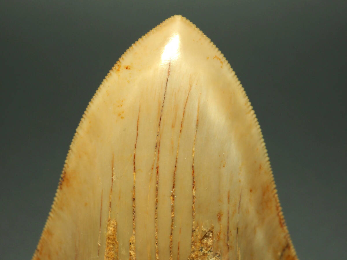 me Garo Don. tooth [Carcharocles megalodon][78mm][58g] Indonesia production / fossil /same/otodus/./ dinosaur / fish 