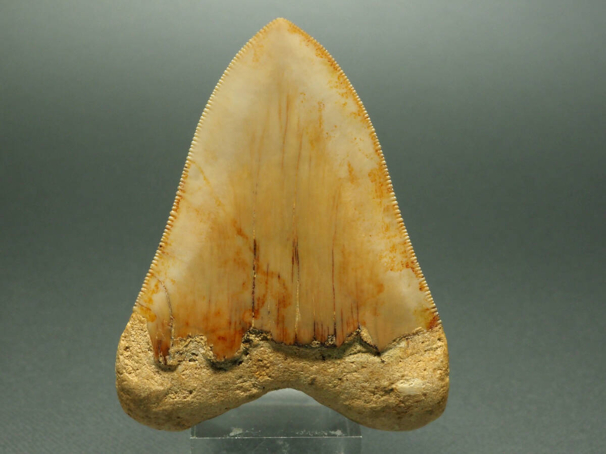 me Garo Don. tooth [Carcharocles megalodon][78mm][58g] Indonesia production / fossil /same/otodus/./ dinosaur / fish 