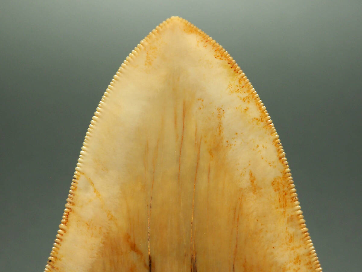 me Garo Don. tooth [Carcharocles megalodon][78mm][58g] Indonesia production / fossil /same/otodus/./ dinosaur / fish 