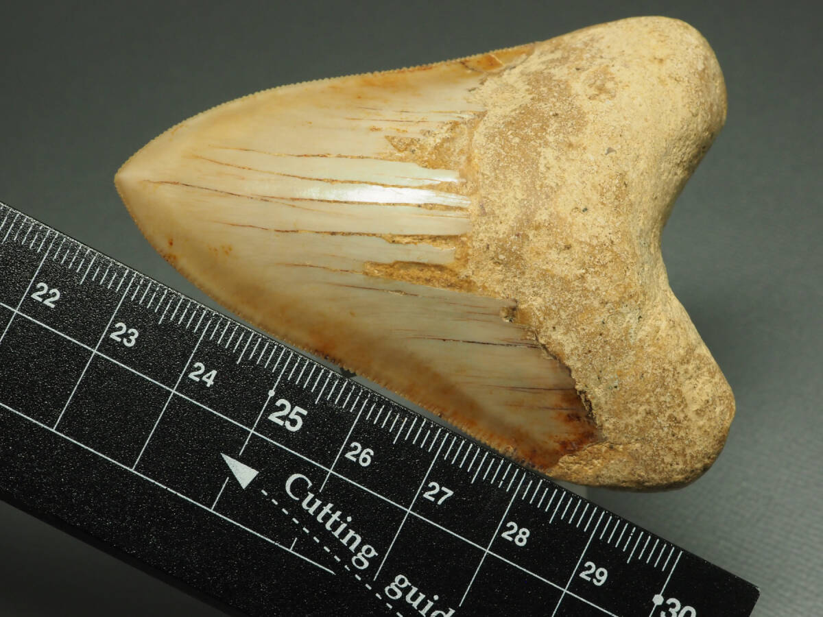 me Garo Don. tooth [Carcharocles megalodon][78mm][58g] Indonesia production / fossil /same/otodus/./ dinosaur / fish 