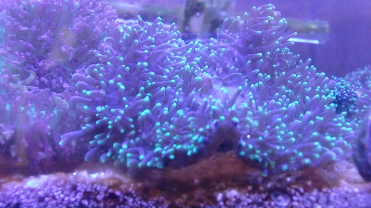 水槽で増殖したもの・ディスクコーラルヘアリータイプ蛍光グリーン（1個付）5～6ｃｍ位・サンゴ岩付　ソフトコーラル サンゴ　（A）_画像3