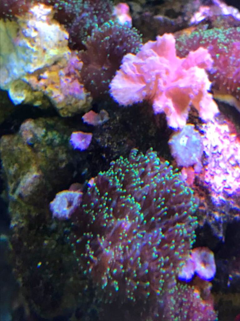  disk coral hair Lee type fluorescence green (2 piece attaching )3~4cmcm rank * coral rock 15cm rank * Mix disk great number * other soft coral attaching 