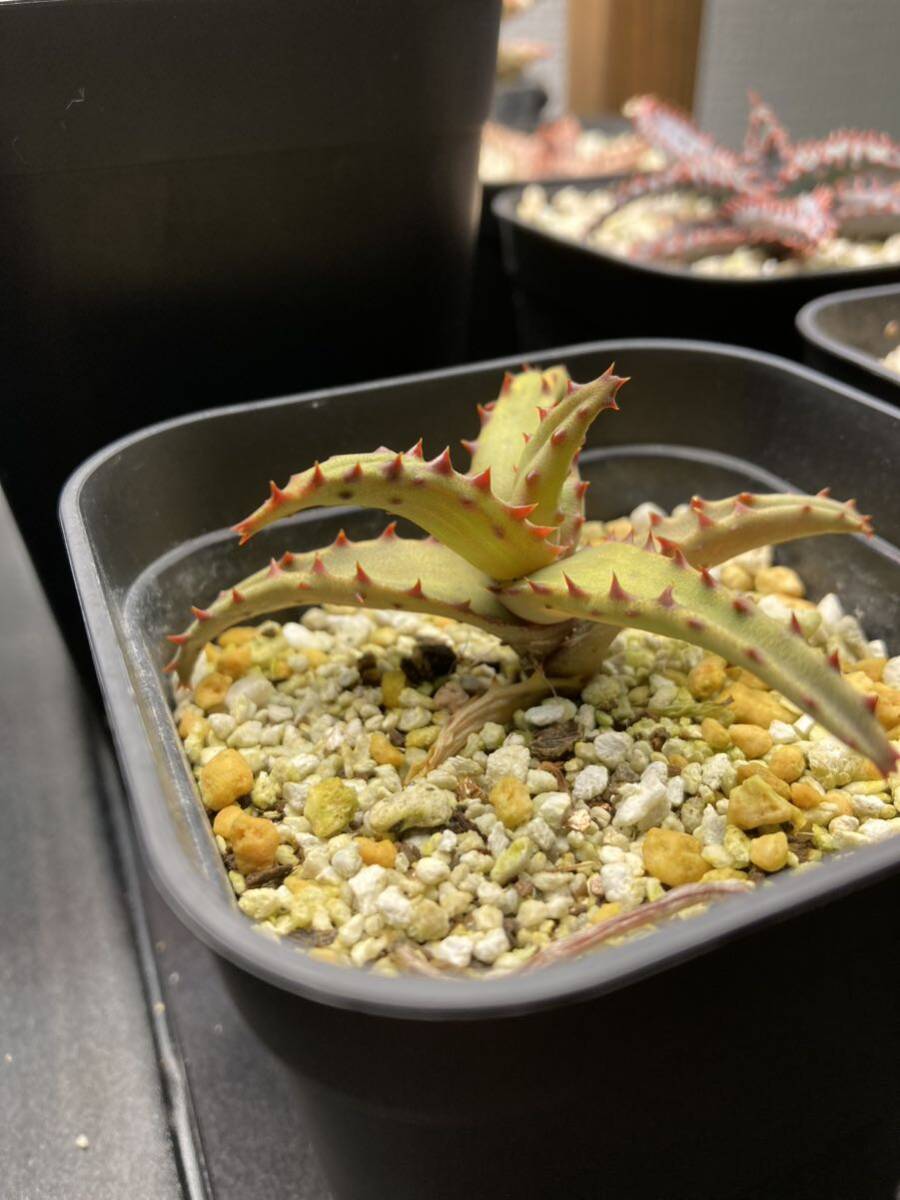 カスティロニアエ　子株　アロエ　観葉植物　多肉　発根済　ラスト1株_画像2