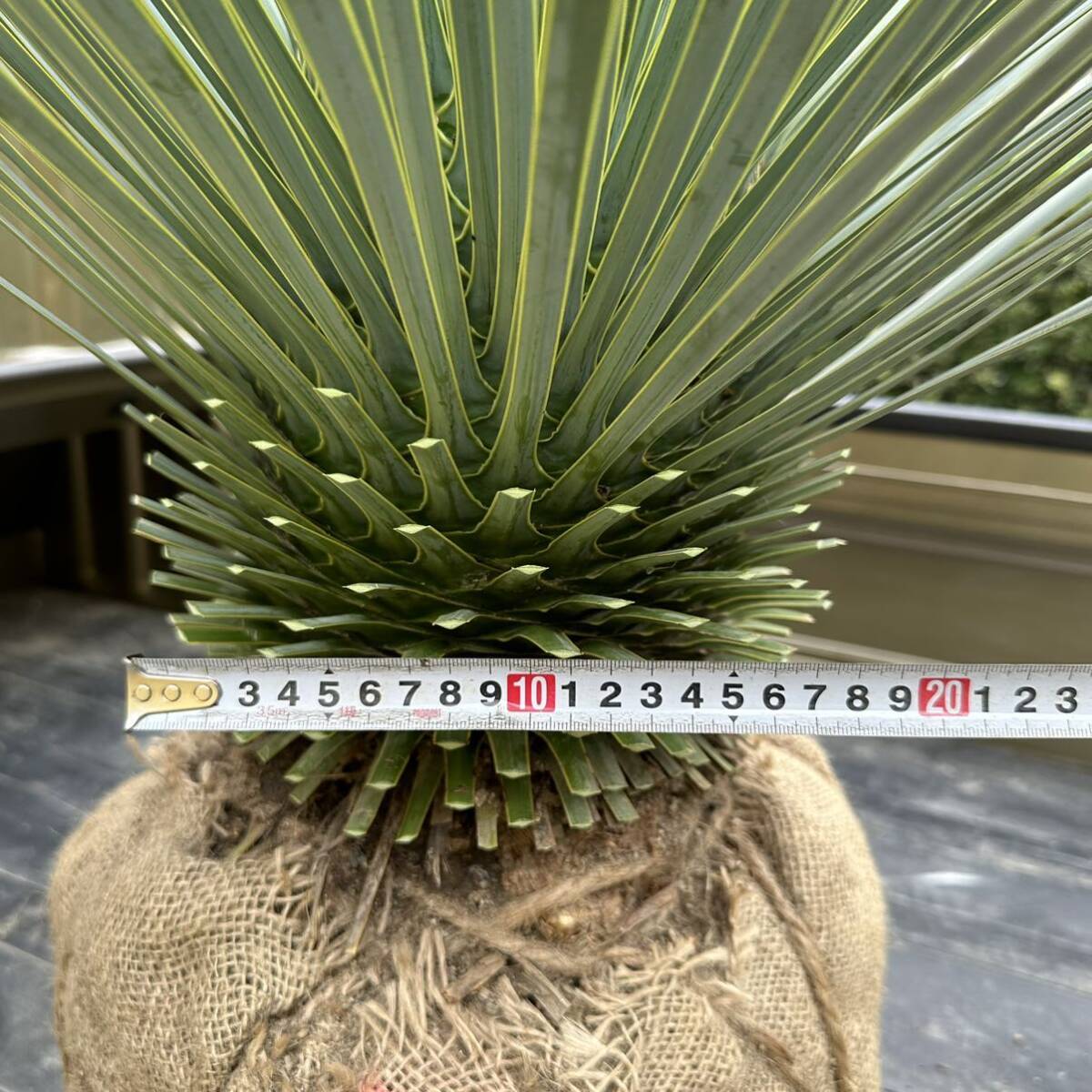  receipt limitation 0 yucca Lost la-ta0 [ height of tree : approximately 107.] Driger ten yucca here s cocos nucifera May12