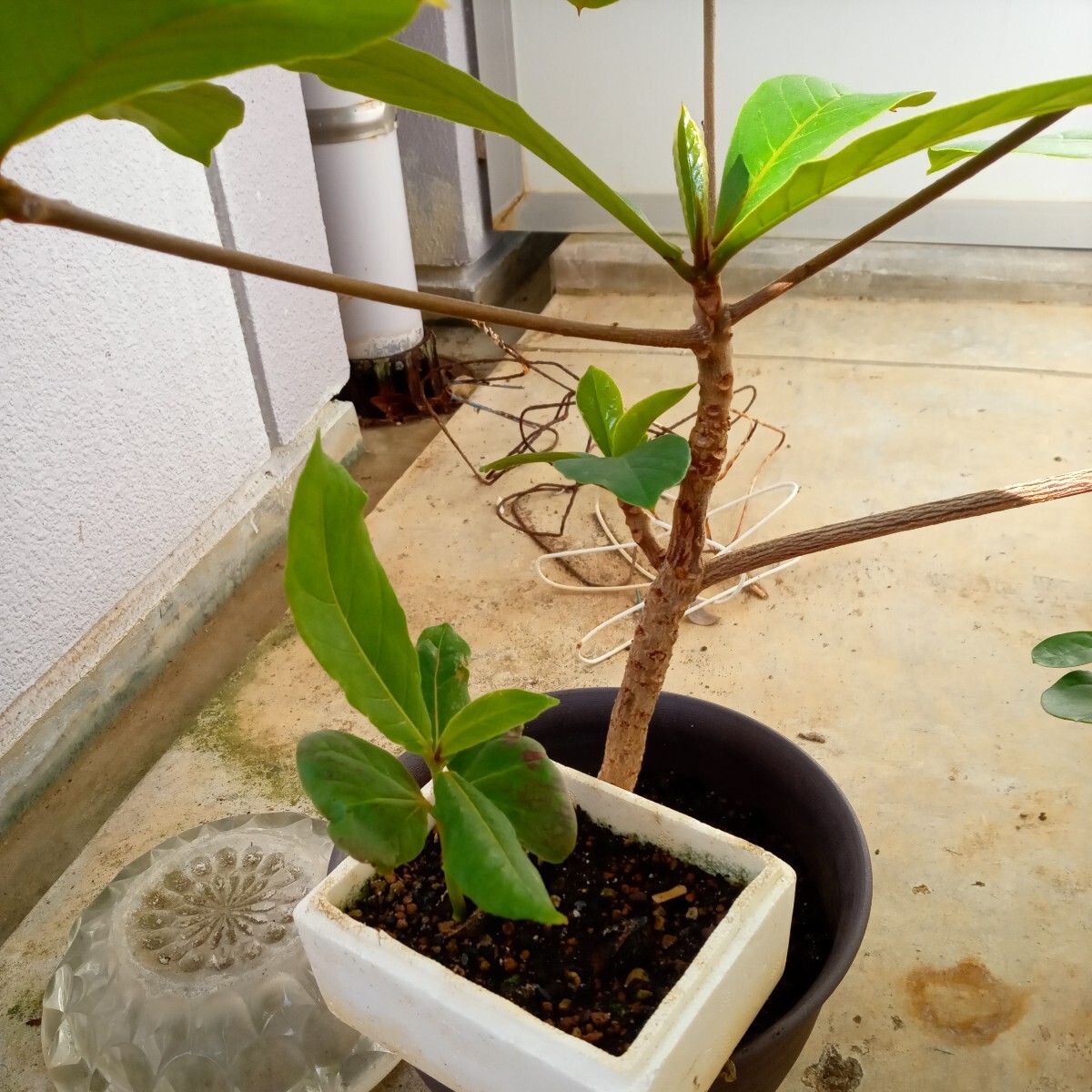  Momo tamana120 day rearing height of tree . low . indoor sama . improvement kind 5 piece Magic leaf, black .-ta- water quality improvement less pesticide 