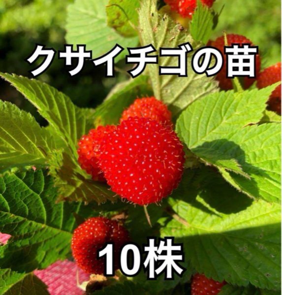 木苺　クサイチゴの抜き苗　10株入り　野いちご　くさいちご　果実酒やジャムづくりにも♪_画像2