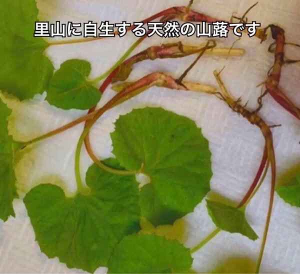 蕗の薹 ふきのとう苗  20株入り  天然 自然栽培の山蕗 お料理やグランドカバーにおすすめですの画像2