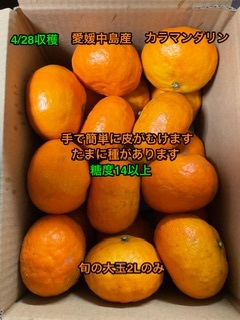 全国送料無料　越冬春みかん　カラマンダリン　箱込み3kg 2Lサイズ20個　60サイズ 　愛媛中島産　⑧_画像1