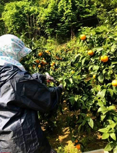 全国送料無料　越冬春みかん　カラマンダリン　箱込み3kg 2Lサイズ20個　60サイズ 　愛媛中島産　⑦_画像4