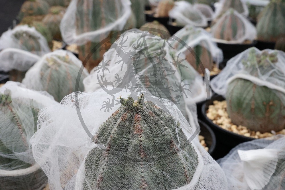 【自家採取】 Euphorbia obesa ユーフォルビア オベサ 種子 10粒の画像1