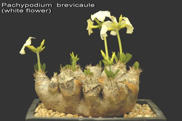 Pachypodium leucoxanthum パキポディウム ブレビカウレ 恵比寿笑い 白花 種子 10粒の画像1