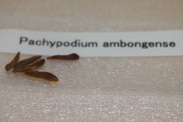 Pachypodium ambongense パキポディウム アンボンゲンセ 種子 5粒_画像2
