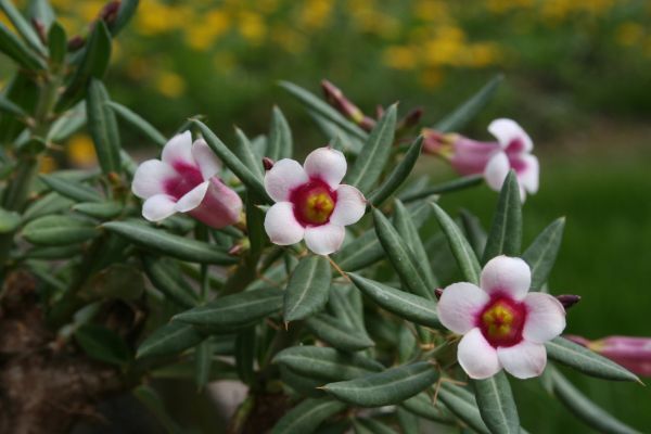 Pachypodium bispinosum パキポディウム ビスピノーサム 種子 10粒_参考画像