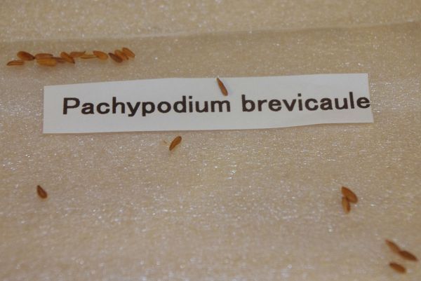 【自家採取】 Pachypodium brevicaule パキポディウム ブレビカウレ 恵比寿笑い 種子 10粒_出品は10粒です