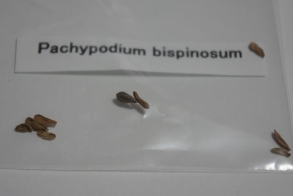 Pachypodium bispinosum パキポディウム ビスピノーサム 種子 10粒_画像3