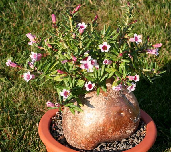 Pachypodium bispinosum パキポディウム ビスピノーサム 種子 10粒_参考画像