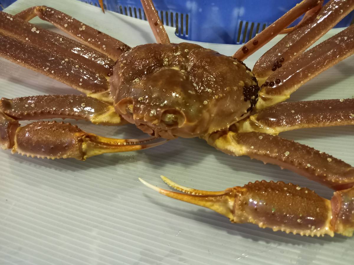 north sea north. taste ] limited goods super special selection! extra-large size [..*. body goods ]zwai.1 tail go in 1.3kg rom and rear (before and after) . entering 9 break up and more 