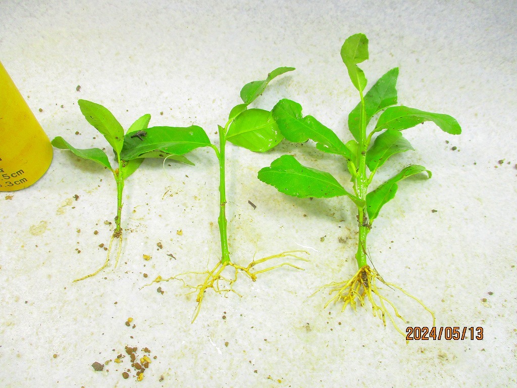 [緑の市場] レモン挿し木苗 3点組 抜き苗発送 (5639)画像全高：18㎝＊定形外郵便発送：送料無料※鉢無/用土(根鉢)無_画像2