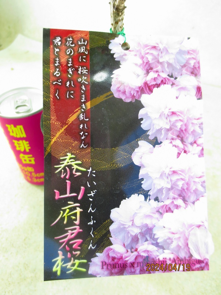 [緑の市場] 桜の苗木 泰山府君桜 (42065)全高：48㎝＊同梱包対応「まとめて取引」厳守＊100サイズ送料明記_画像2