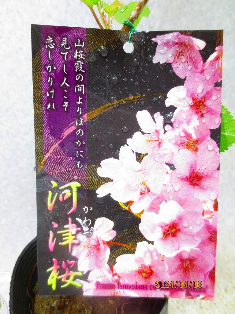 [緑の市場]桜の苗木 河津桜(4729)全高：45㎝＊同梱包対応「まとめて取引」厳守＊120サイズ送料明記　_画像2