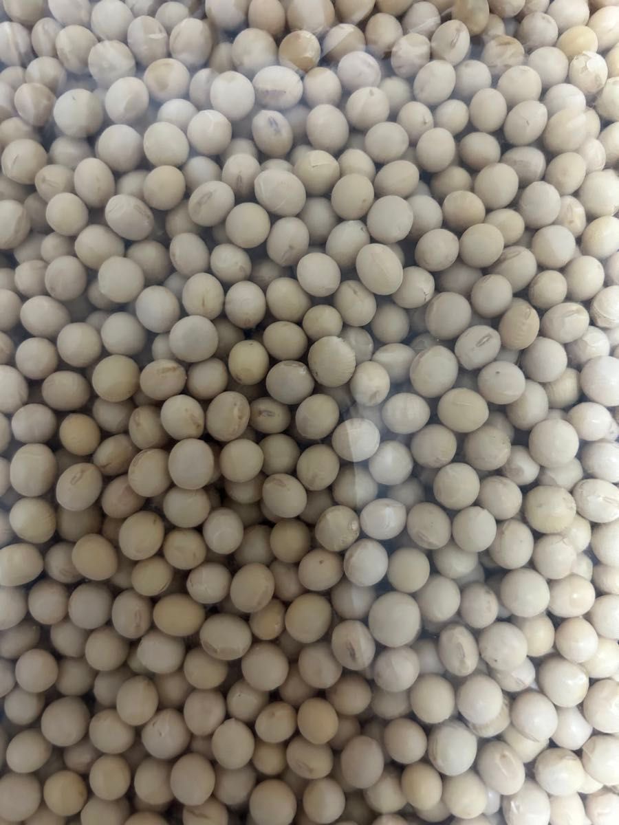 大豆　ユキホマレ　1.5kg 北海道産　令和5年