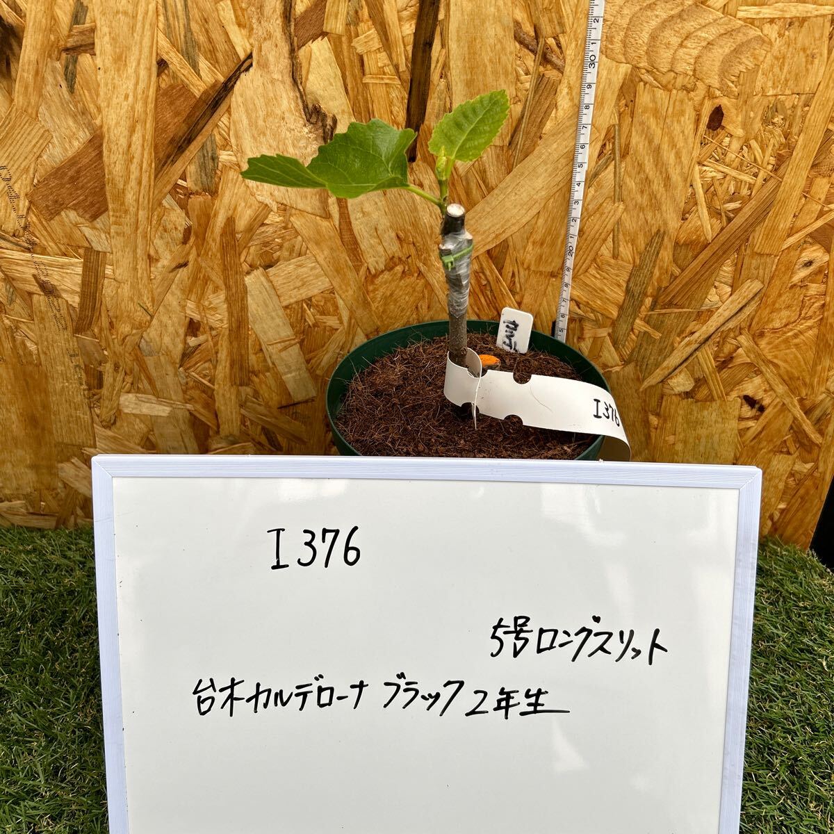 ichi axis seedling I376 ( italian 376 ) connection tree seedling 