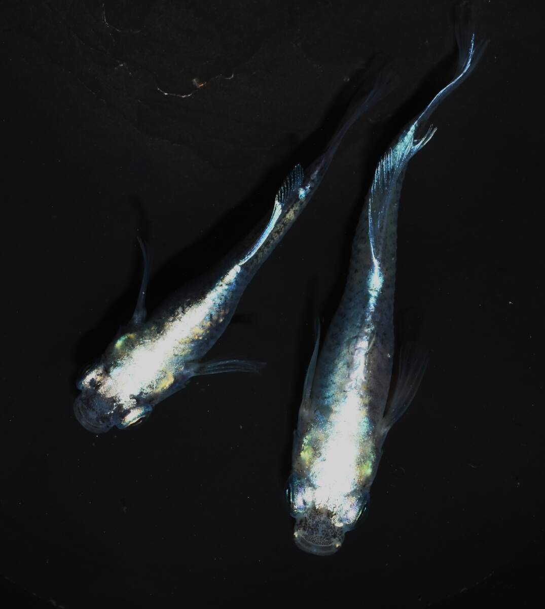 【メダカファーム本陣】H-7 マリアージュボブ 光体型 若魚1ペア 現物出品！！の画像4