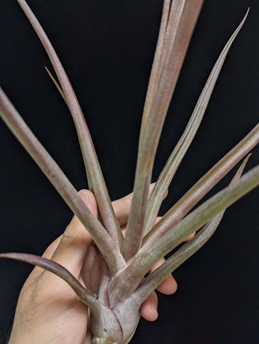 ★ワンコインスタート★Tillandsia 'Mali Dofitas' (T.caput-medusae x bulbosa) ティランジア エアプランツ の画像3