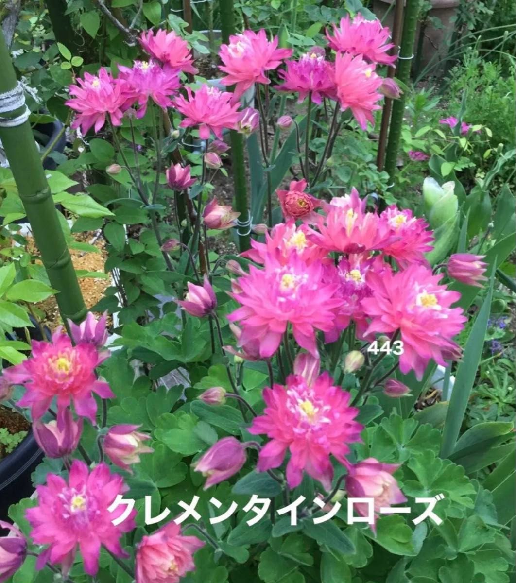 西洋オダマキ　花の種　クレメンタインローズ　25粒