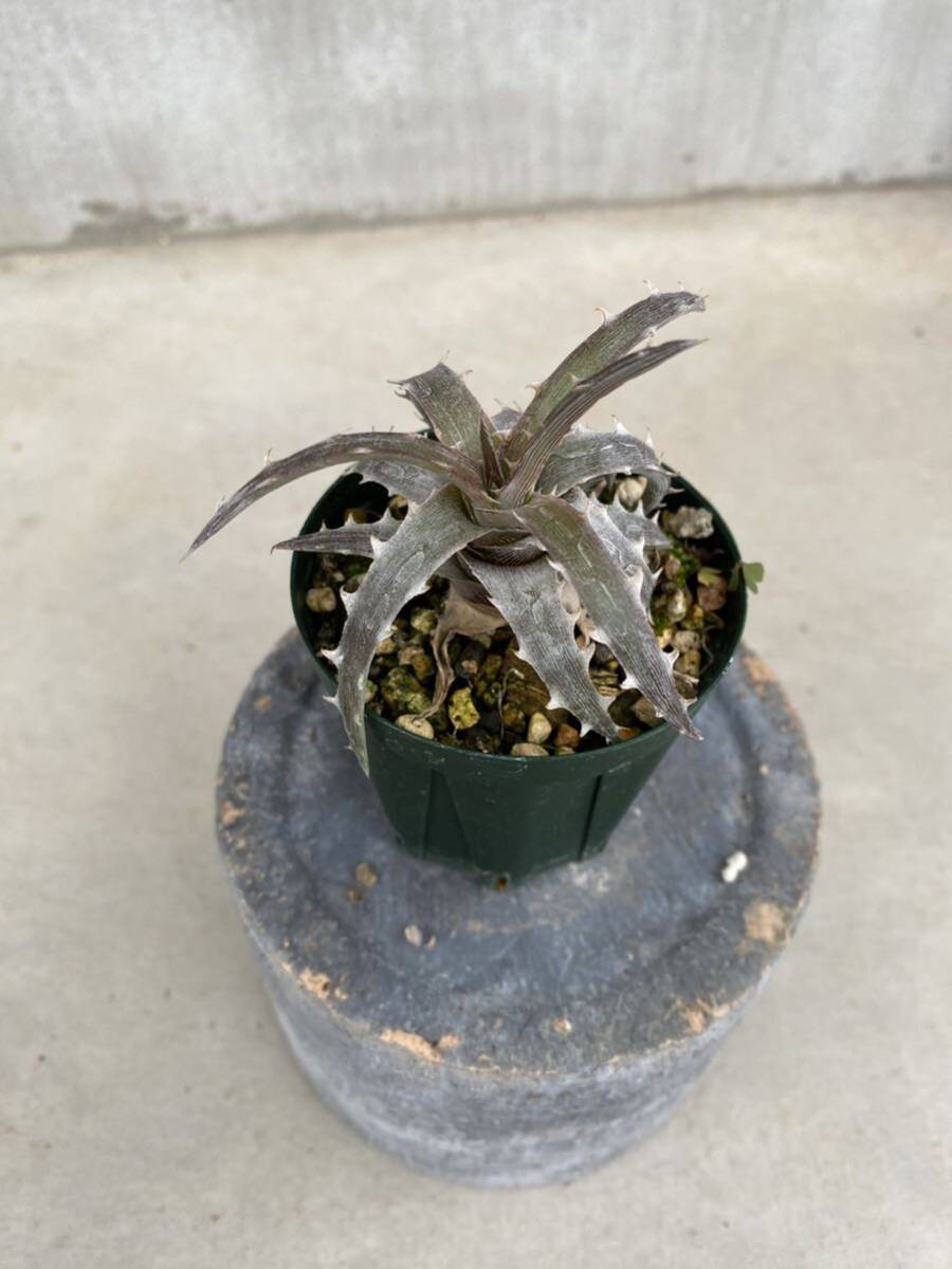 Dyckia goehringii EL seed_画像3