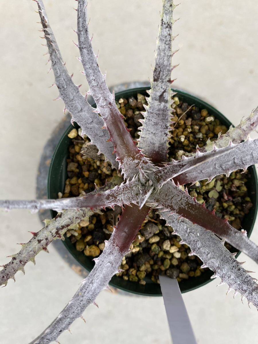 Dyckia (Warren x Heaven and Hell) x Samurai_画像1